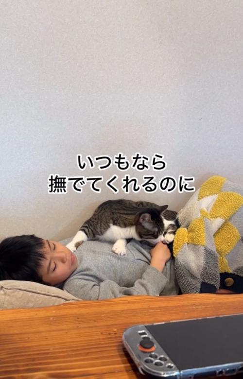 お腹の上に乗る猫