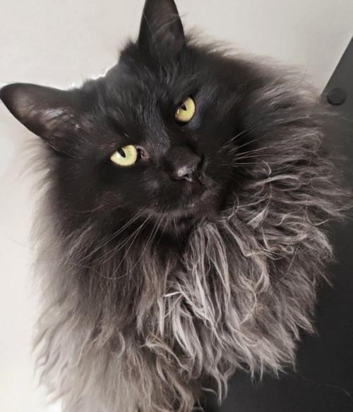 黒い長毛猫