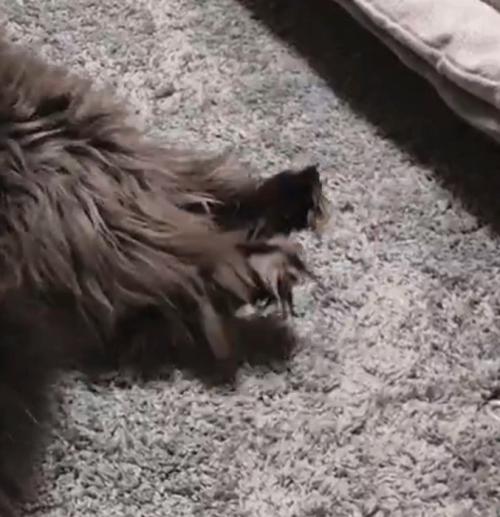 猫の足アップ
