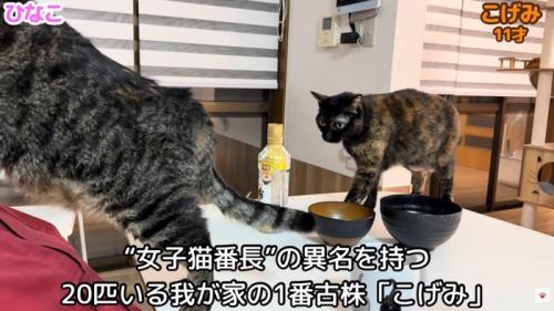 テロップ「“女子猫番長”」