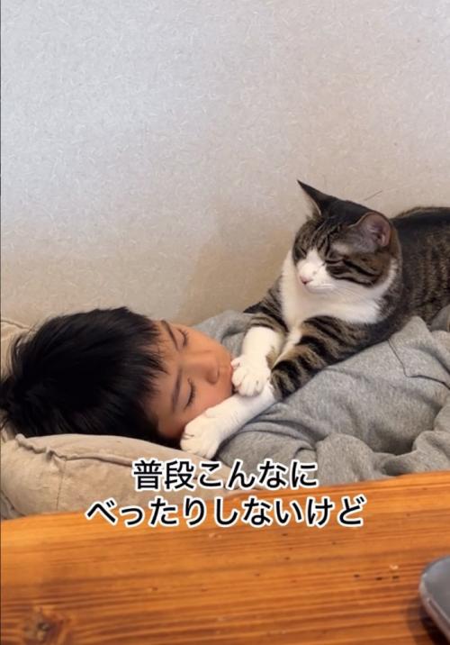 お腹の上に乗る猫