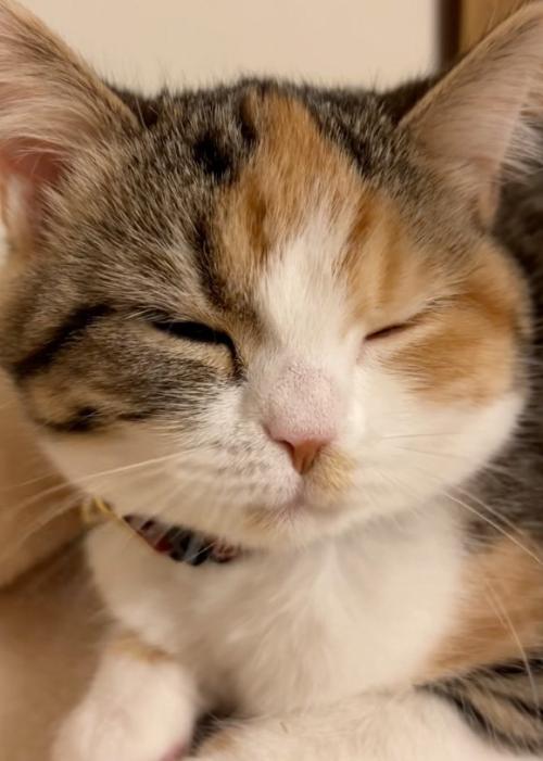 鼻を寄せる猫
