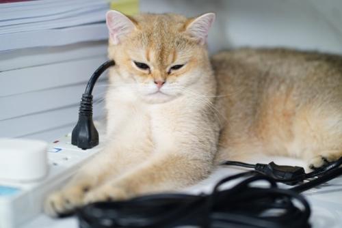 コンセントの近くの猫