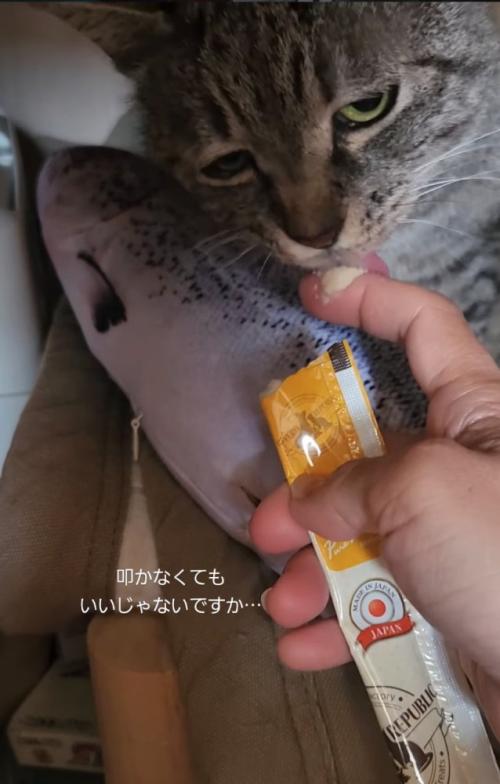 おやつを食べる猫