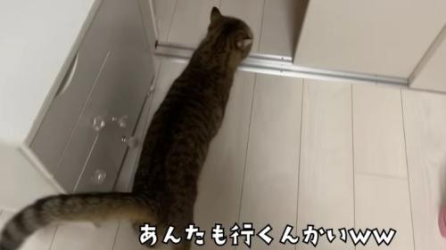 室内にいる猫