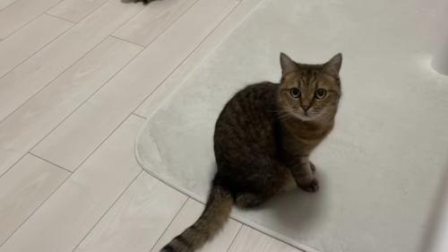 室内にいる猫