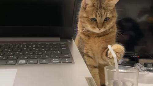 パソコンと猫