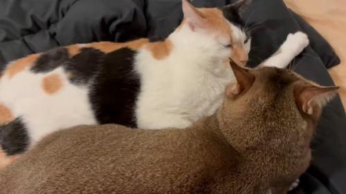 くつろぐ2匹の猫