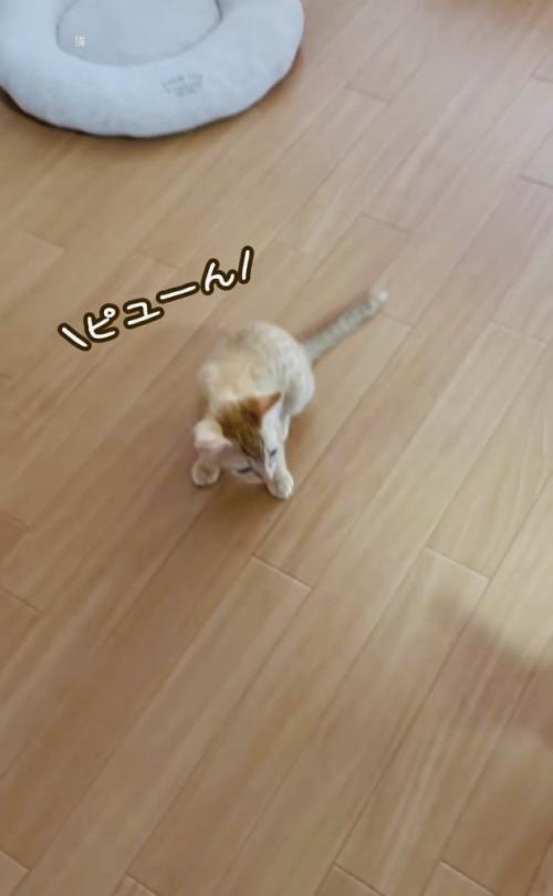 フローリングの上で鳴く2匹の子猫