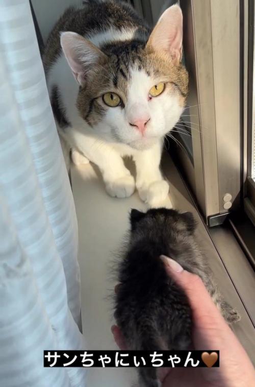 見上げる成猫
