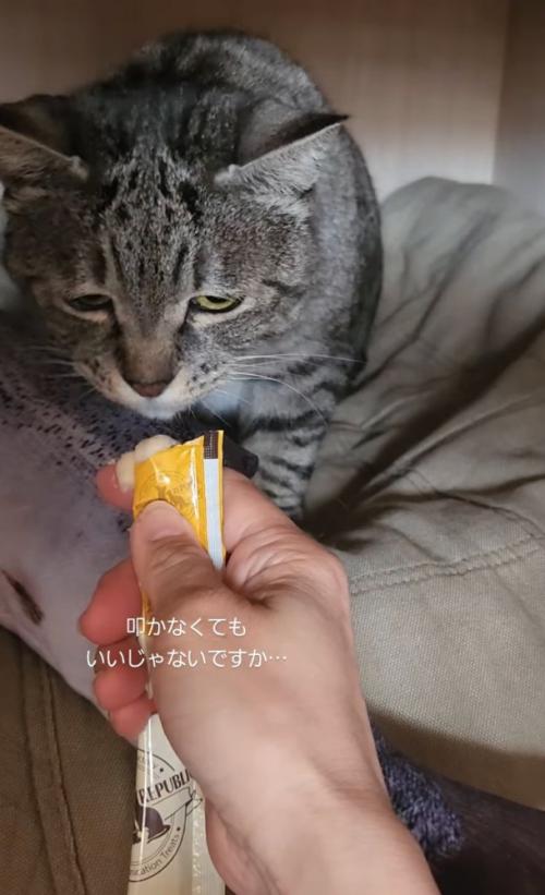 おやつを見つめる猫
