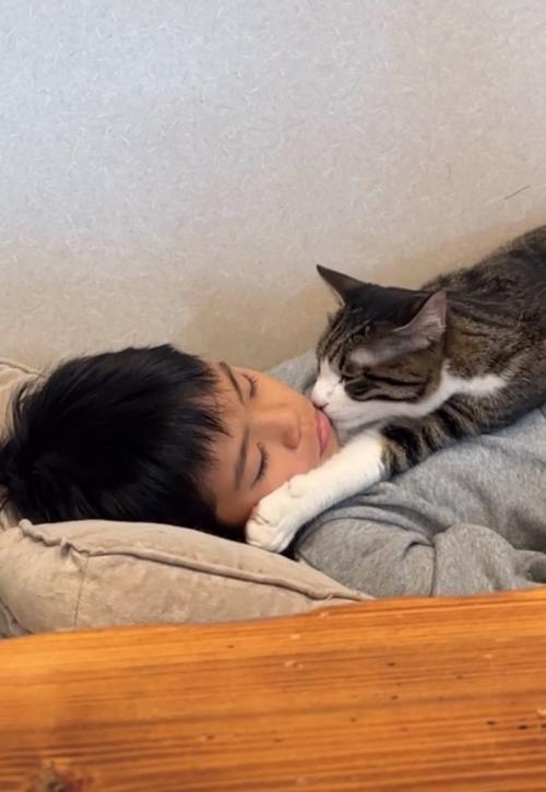 顔を舐める猫