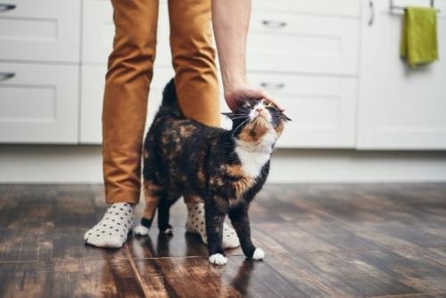 頭を撫でられている猫