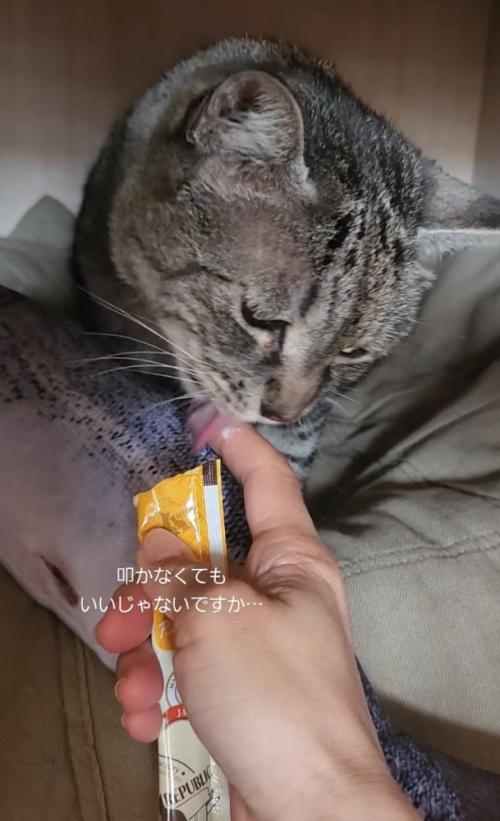 おやつを食べる猫