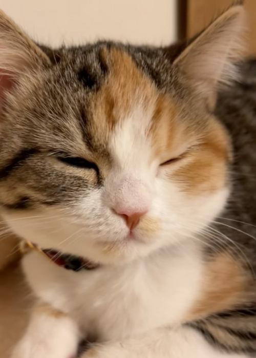 眠そうな猫