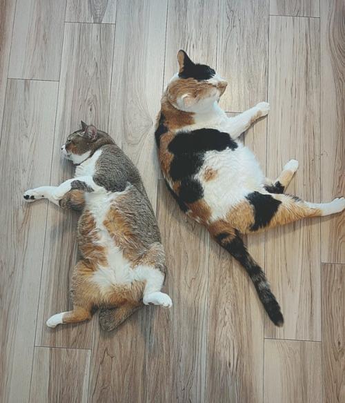 床で寝そべる2匹の猫