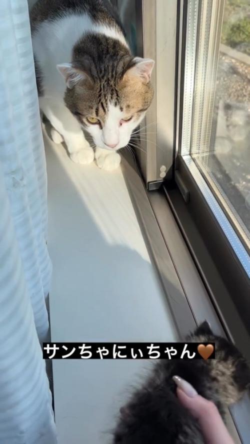 窓際で子猫を見る成猫