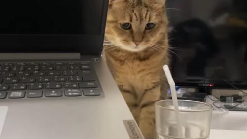 パソコンと猫