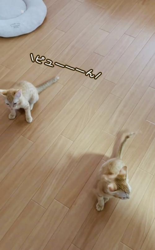 フローリングの上で鳴く2匹の子猫