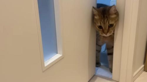 隙間からのぞく猫