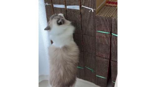 爪とぎしている猫