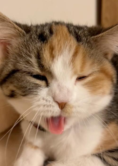 口を開く猫