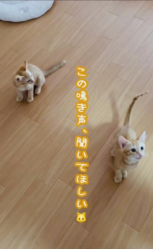 フローリングの上で鳴く2匹の子猫