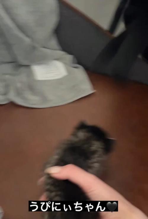 子猫の前からいなくなる黒猫