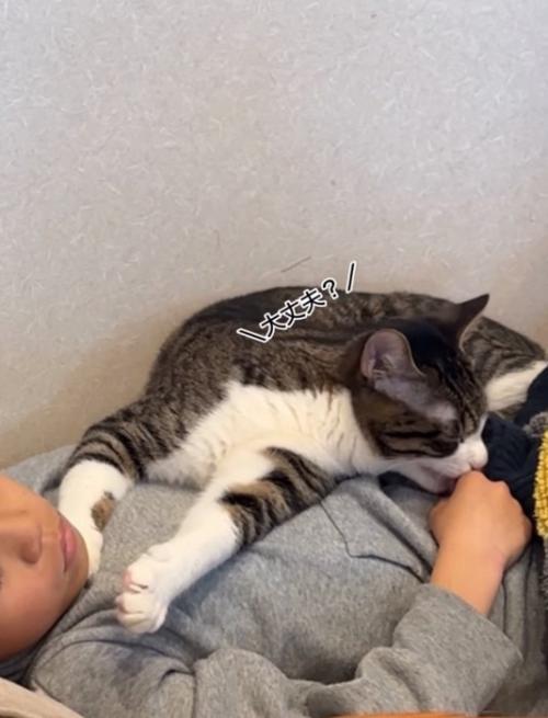 手を舐める猫