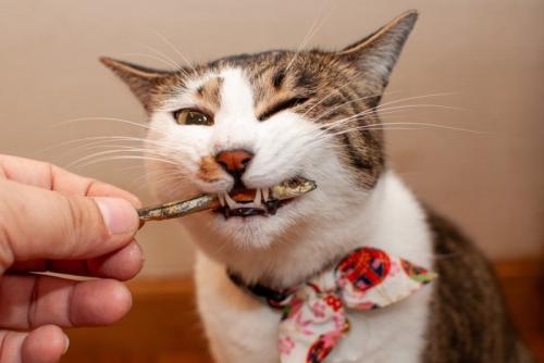おやつを齧る猫