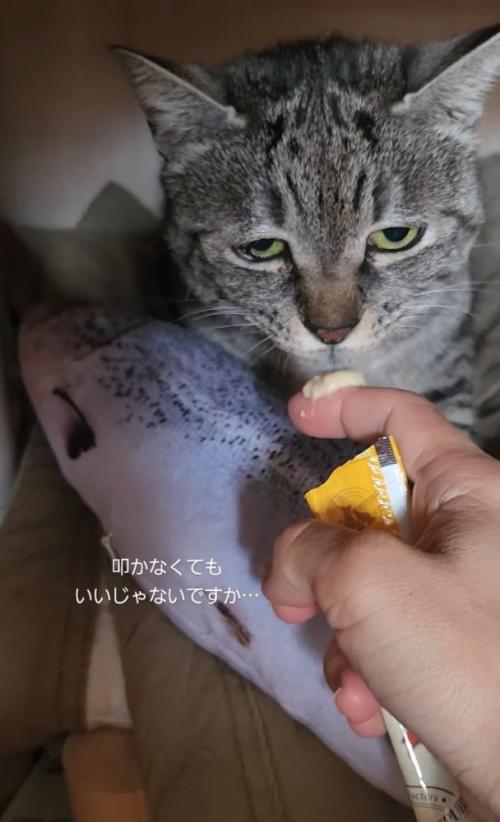 見つめる猫