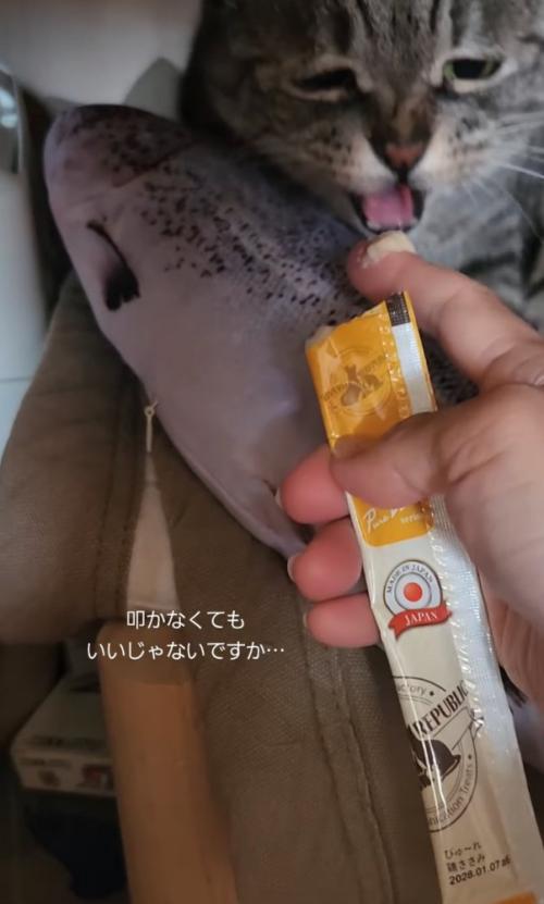 威嚇する猫