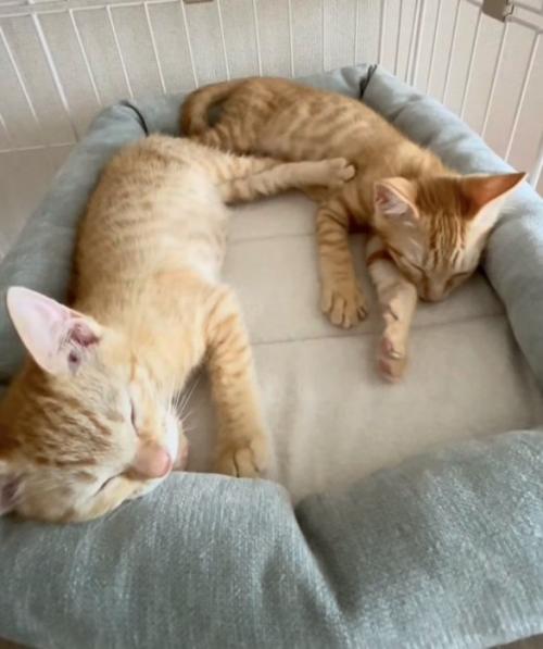 ケージの中で寝る2匹の子猫