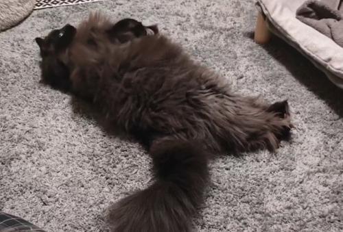 寝そべる猫