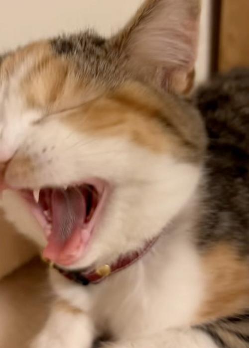あくびをする猫