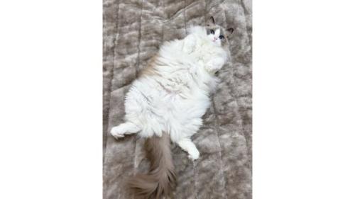 寝転がる猫
