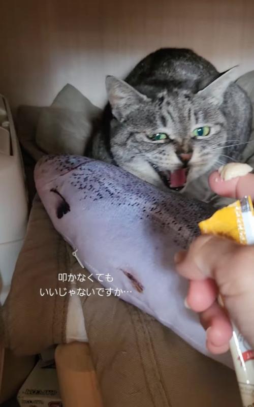 威嚇する猫