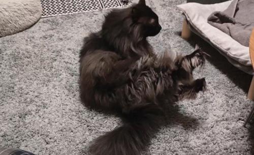 右足を伸ばす猫