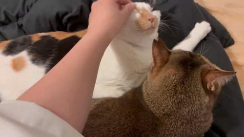 顔をなでられる猫