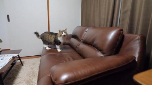 ソファの上