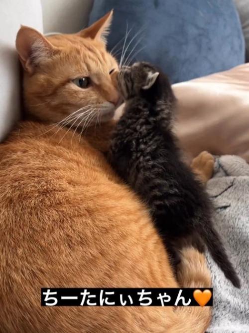 茶トラ猫と子猫