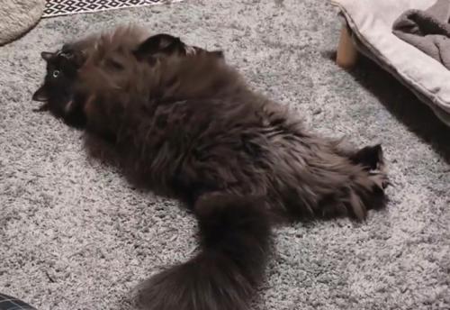 寝ながら目を見開く猫