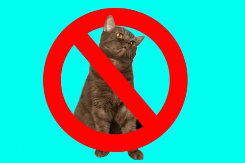 猫出入り禁止のイメージ