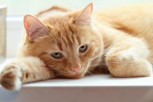 窓辺で悲しそうな表情のまま伏せる猫