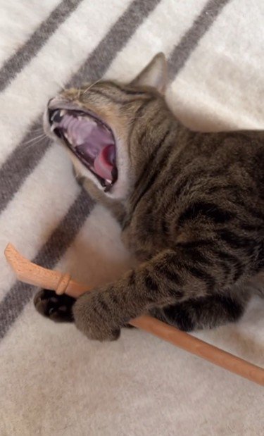 横になって孫の手を持っている猫