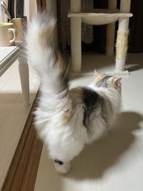 しっぽを高く上げて意気揚々と歩く猫の後ろ姿