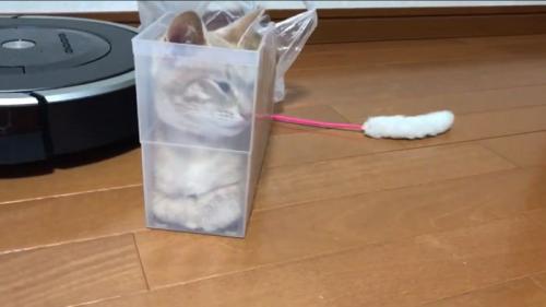 落ち着くひのきちゃん
