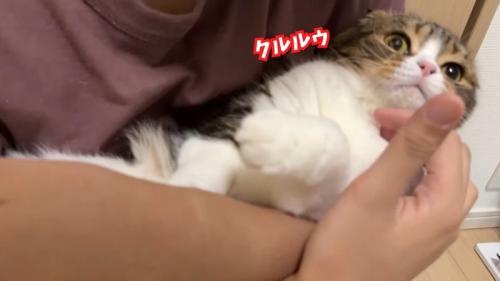 クルルゥ