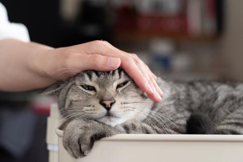 猫を撫でる サバトラ猫