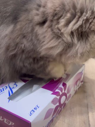 再び箱に手を突っ込む猫